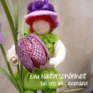 Schachbrettblume im Lavendelo