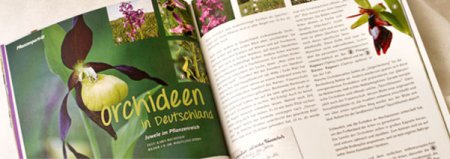 Orchideen ein Thema in Ausgabe 2 "Das Lavendelo"