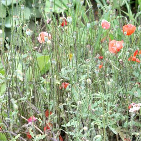 Klatschmohn Futter für wildbienen