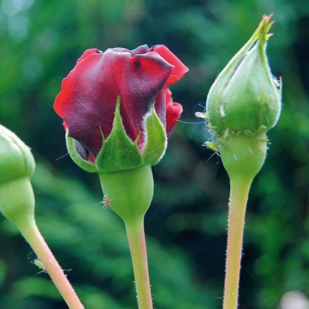 Blattläuse an Rosen