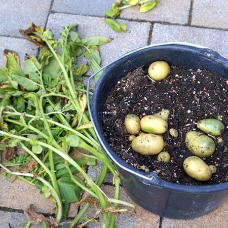 Kartoffeln im Eimer