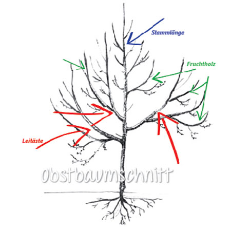 Obstbaumschnitt am Beispiel Apfelbaum