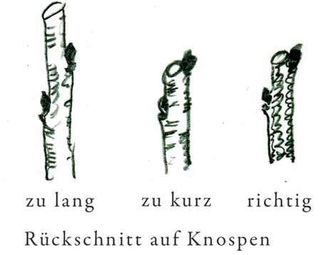 Obstbaumschnitt auf Augen