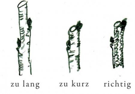 Rückschnitt auf Knospen /Augen