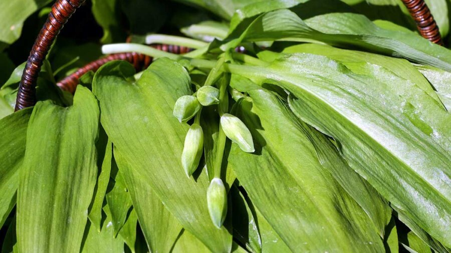 Bärlauchknospen, Bärlauchpesto, Bärlauchessig und -öl