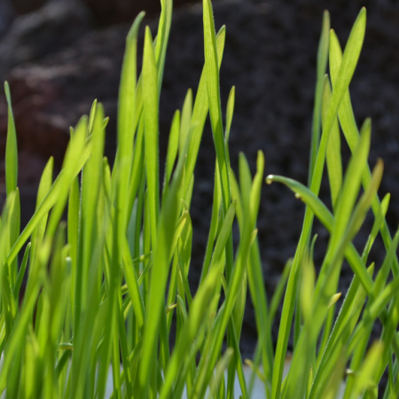 Weizengras ansäen und Weizengrassaft selber machen