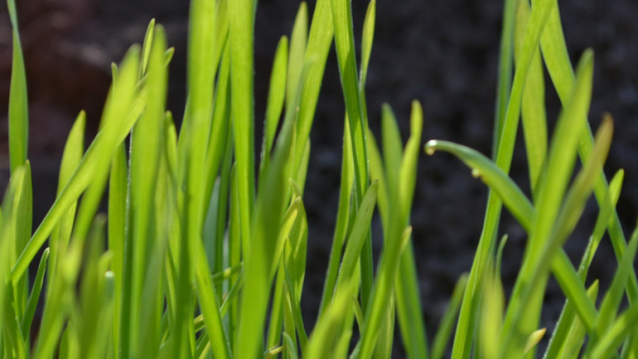 Weizengras ansäen und Weizengrassaft selber machen