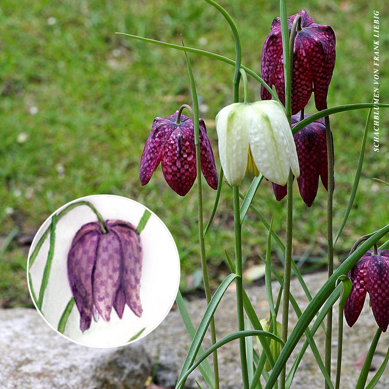 Schachbrettblume - Naturschönheit