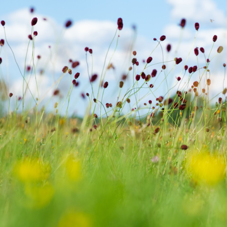 Großer Wiesenknopf Artenvielfalt