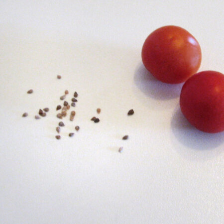 Tomaten aussaeen im Februar