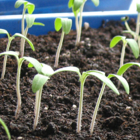 Tomaten Keimlinge