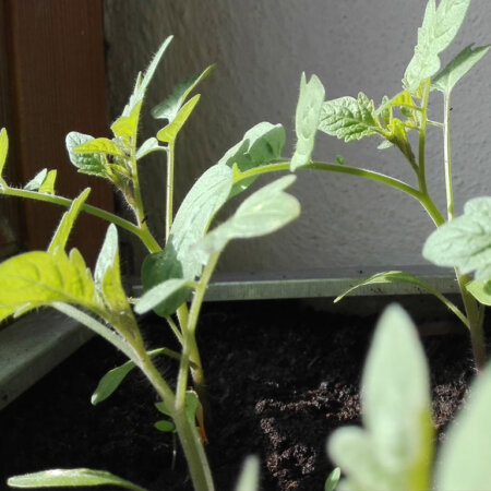 Tomaten aussäen im Februar