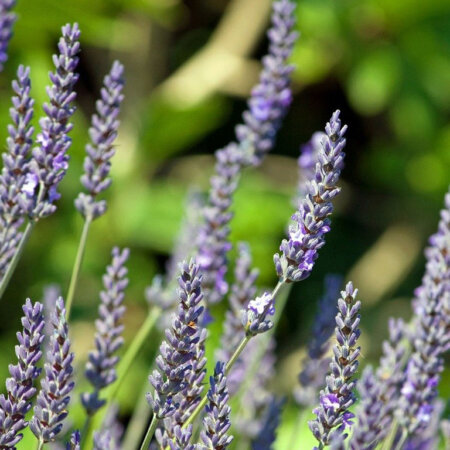 Lavendelblüten im Garten