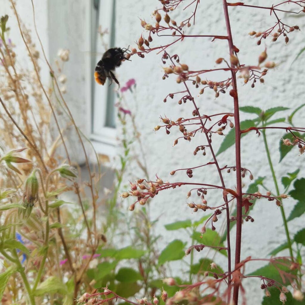 Insektenfreundlicher Balkon