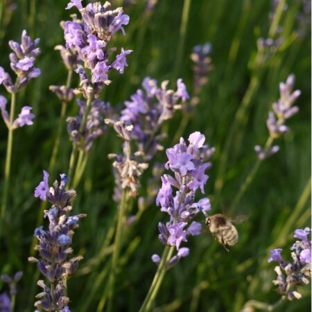 Lavendel - Liebling der Bienen