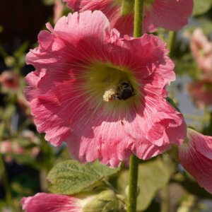 Malven blühen ab Sommer