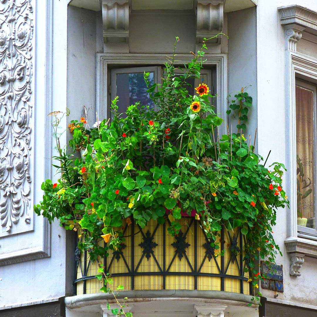 insektenfreundlicher Balkon jetzt