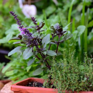 Insektenfreundlicher Balkon mit Kräutern