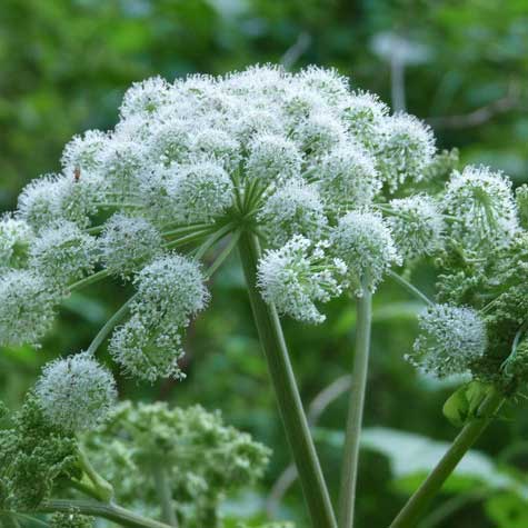 Sandra Vielmetti Wildkraut im Winter: Wald-Engelwurz Blüte