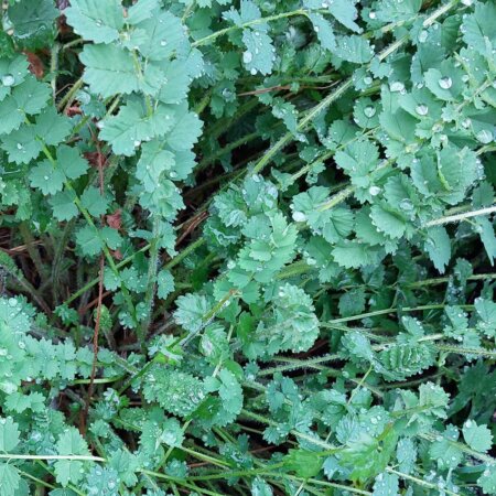 Kleiner Wiesenknopf Wildkraut Tine Sprandel