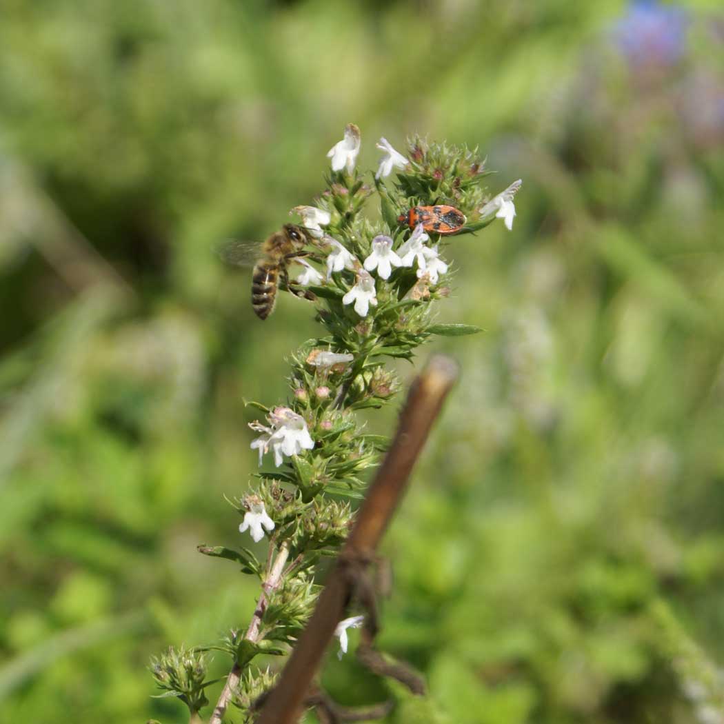 Winterbohnenkraut Wildkraut