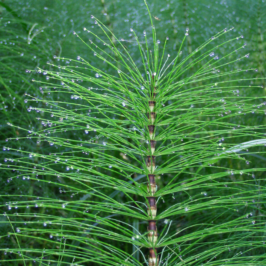 Gartenpflege mit Ackerschachtelhalm Extrakt