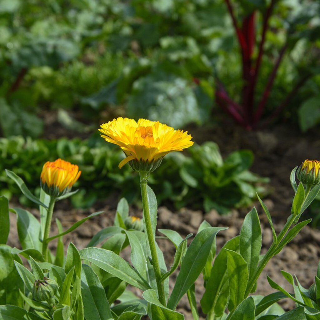 Gartenpflege: mit Ringelbluemen den Boden verbessern