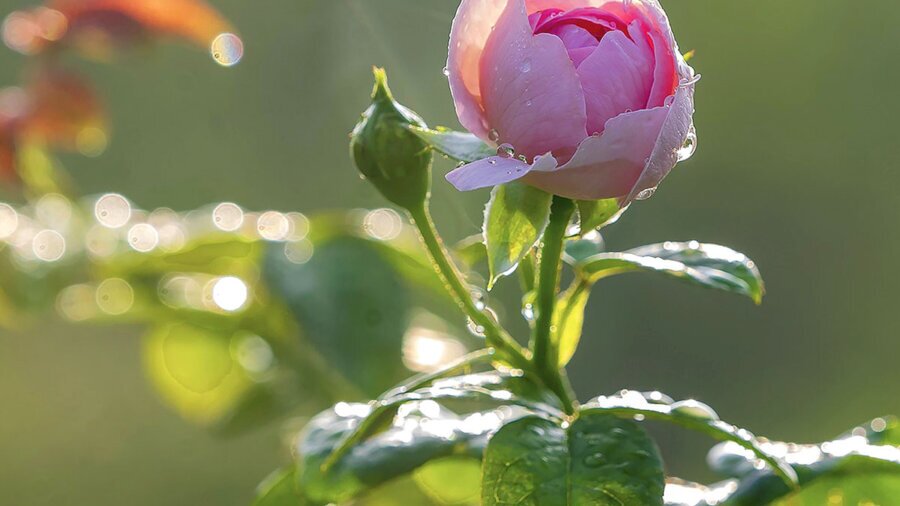 Gartenpflege im Sommer. Sich an den Rosen erfreuen