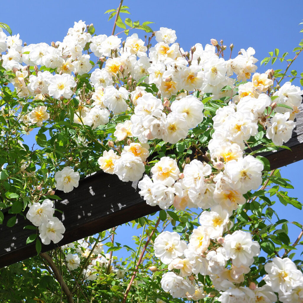 Gartenpflege: Verblühtes ausschneiden