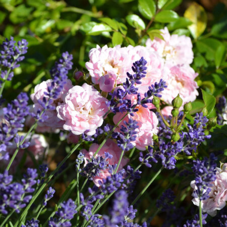 Gartenpflege: Lavendel und Rosen schützen sich gegenseitig